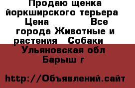 Продаю щенка йоркширского терьера  › Цена ­ 20 000 - Все города Животные и растения » Собаки   . Ульяновская обл.,Барыш г.